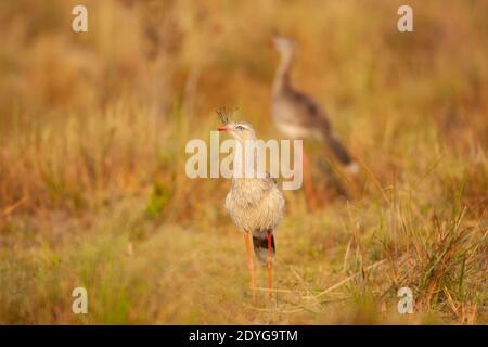 Rot-Legged Seriema (Cariama Cristata) Stockfoto