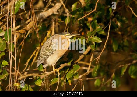 Gekerbten Heron (Butorides Striatus) Stockfoto