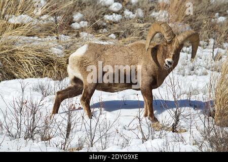 Bighorn Ram (Ovis Canadensis) Stockfoto