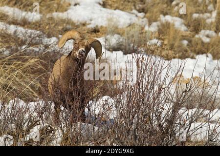 Bighorn Ram (Ovis canadensis) Browsing Stockfoto