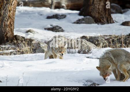 Coyote (Canis latrans) zeigt aggressives Verhalten gegenüber einem anderen Coyote Stockfoto