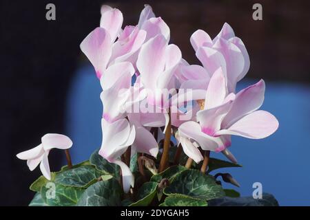 Nahaufnahme Bündel von weißen rosa Cyclamen Blumen in einem dunkelschwarzen, blauen Hintergrund. Niederlande, Winter, Dezember. Stockfoto