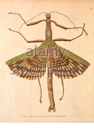 Leaf Mantis (Mantis gigas), Vintage Illustration veröffentlicht in der Naturalist's Miscellany von 1789 (Choeradodis strumaria), Vintage Illustration veröffentlicht in der Naturalist's Miscellany von 1789 Stockfoto