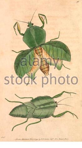 Blatt-Mantis (Choeradodis strumaria), Vintage-Illustration veröffentlicht in der Naturalist's Miscellany von 1789 Stockfoto