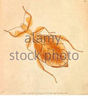 Totblatt-Mantis (Deroplatys desiccata), Vintage-Illustration veröffentlicht in der Naturalist's Miscellany von 1789 Stockfoto