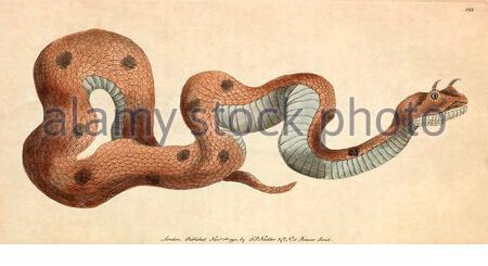 Sahara-Hornviper (Cerastes cerastes), Vintage-Illustration veröffentlicht in der Naturalist's Miscellany von 1789 Stockfoto