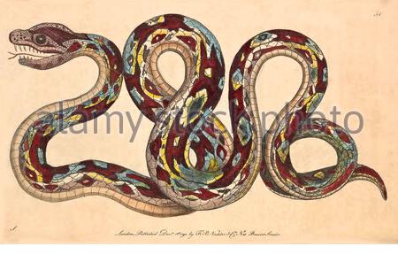 Boa constrictor, Vintage Illustration veröffentlicht in The Naturalist's Miscellany von 1789 Stockfoto