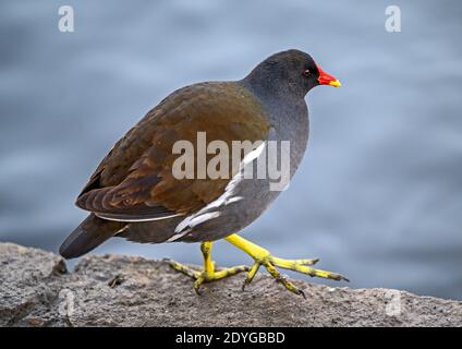 Moorhen im Kelsey Park, Beckenham, Großraum London. Eine Moorhuhn steht am Ufer des Sees. Moorhen (Gallinula chloropus), Kent, Großbritannien. Stockfoto