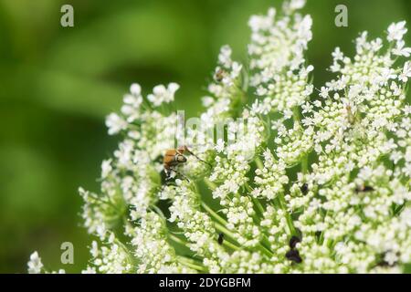 Insekten auf der blühenden Königin annes Spitze, daucus carota, in einem Feld auf Macricostas Preserve in neuen preston connecticut. Stockfoto