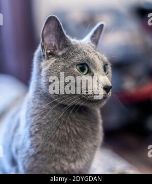 Katze Rasse Russisch blau mit grünen Augen Stockfoto