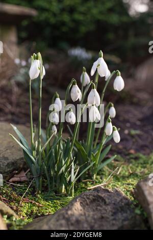 Schneeglöckchen in einem englischen Landgarten Stockfoto