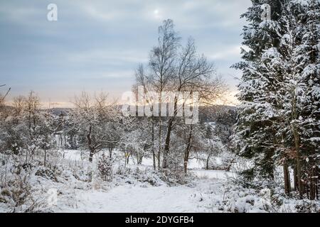 Schneebedeckte Bäume, Winterlandschaft im Waldviertel, Österreich Stockfoto