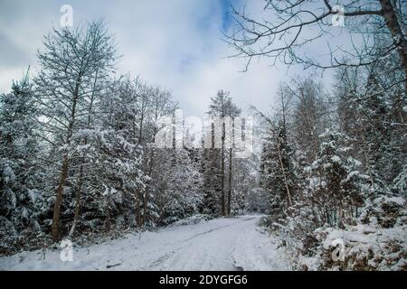 Schneebedeckte Bäume, Winterlandschaft im Waldviertel, Österreich Stockfoto