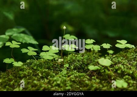 Blätter und Knospen von Holzschnauze wachsen unter Moos close-up Auf unscharfem natürlichen Hintergrund Stockfoto