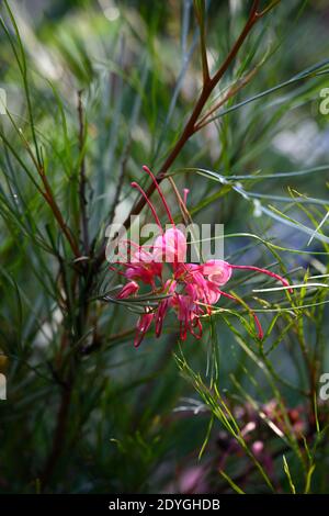 Grevillea johnsonii, Johnsons Spinnenblume, rosa rote Blumen, Blume, Blüte, immergrüner Strauch, RM floral Stockfoto