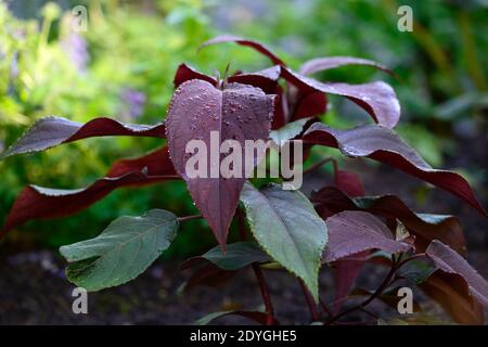 Populus deltoides Purple Tower, Baum, Blätter, Laub, pollard, bestiebt, Coppice, Coppiced, Baum, Bäume, Strauch, Sträucher, geeignet für Polling, abgerundeten Wein-rot Stockfoto