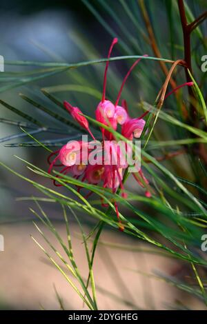 Grevillea johnsonii, Johnsons Spinnenblume, rosa rote Blumen, Blume, Blüte, immergrüner Strauch, RM floral Stockfoto