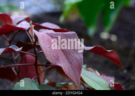 Populus deltoides Purple Tower, Baum, Blätter, Laub, pollard, bestiebt, Coppice, Coppiced, Baum, Bäume, Strauch, Sträucher, geeignet für Polling, abgerundeten Wein-rot Stockfoto