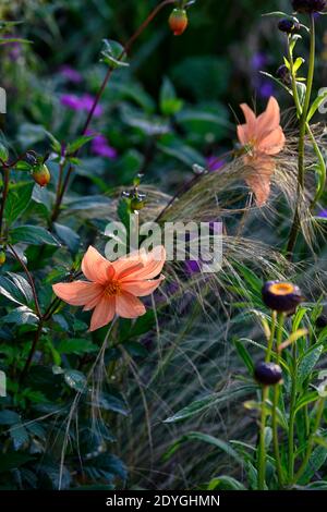 Orange Dahlia, Dahlia Sämling, Sämlinge, Dahlien, Xerochrysum bracteatum Drachenfeuer, Bracteantha bracteata, Helichrysum bracteatum Drachenfeuer, Blumen, fl Stockfoto