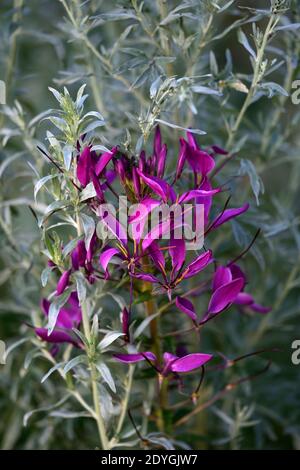 Cleome hassleriana Violet Queen, Spinnenblume Violet Queen, violette Blumen, blühend, halbwinterhart jährlich, RM Blumen Stockfoto