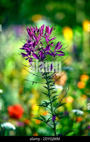 Cleome hassleriana Violet Queen, Spinnenblume Violet Queen, violette Blumen, blühend, halbwinterhart jährlich, RM Blumen Stockfoto