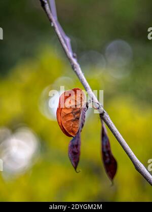 Judas im Winter. Ein einfarbiges Blatt in der Farbe von Rost und ein Paar Schoten hängen vom Ast eines Judas-Baumes, während das Licht auf dem Hintergrund spielt. Stockfoto