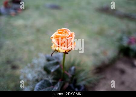 Eine orangefarbene Rosenblüte ist mit Eiskristallen bedeckt Winter Stockfoto