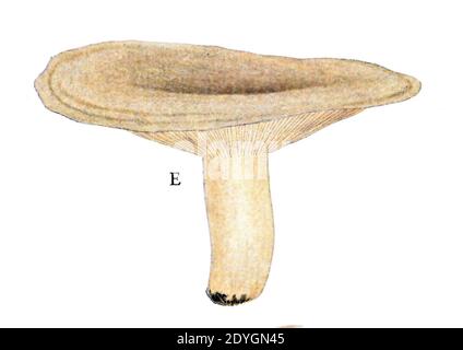 Lactarius blennius f. albido-Pallens. Stockfoto