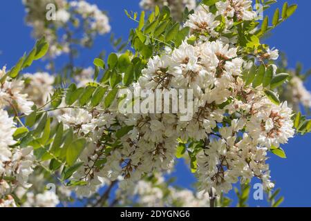 Robinie, Gewöhnliche Scheinakazie, Scheinakazie, Schein-Akazie, Falsche Akazie, Robinia pseudoaccia, False Acacia, Black Locust, Robinia, Le Robinier Stockfoto