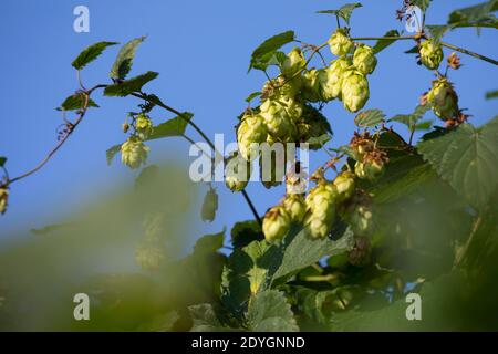 Hopfen, Hopfenzapfen, weibliche Pflanze, Weibchen, gewöhnlicher Hopfen, Echter Hopfen, Humulus lupulus, Common Hop, Hop, Hopfen, Le Houblon, Le houblon Stockfoto