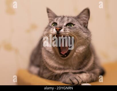 Porträt einer schönen grauen Katze. Hauskatze.Porträt der grauen Katze Nahaufnahme. Katze mit weit offenem Mund. Katze in hellem Hintergrund isoliert Stockfoto