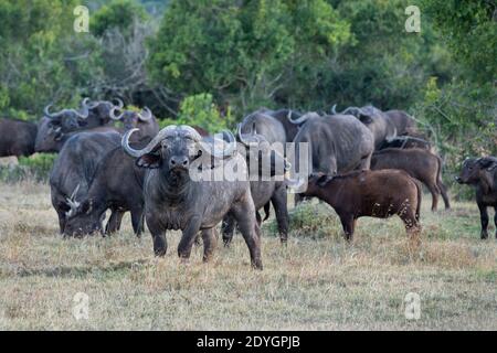 Afrika, Kenia, Laikipia Plateau, Northern Frontier District, Ol Pejeta Conservancy. Afrikanische Büffel alias Cape Büffel (WILD: Syncerus caffer) Herde. Stockfoto