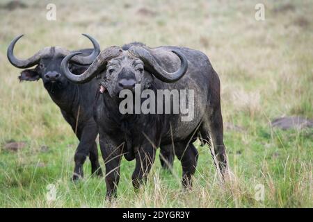 Afrika, Kenia, Northern Serengeti Plains, Maasai Mara. Zwei männliche afrikanische Büffel alias Cape Buffalo (WILD: Syncerus caffer), einer mit Ohrverletzungen. Stockfoto