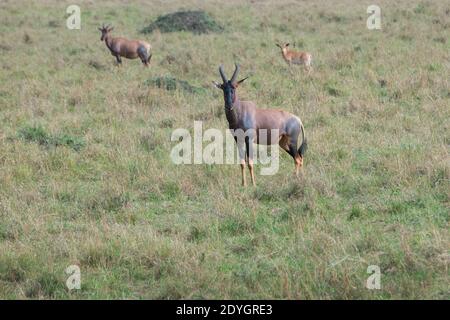 Afrika, Kenia, Northern Serengeti Plains, Maasai Mara. Kleine Herde von Topi mit Baby (WILD: Damaliscus lunatus jimela) Unterart des gemeinen Zesseb Stockfoto