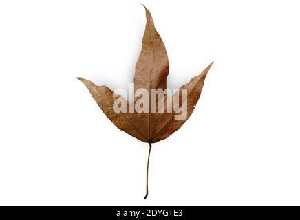 Natürliches trockenes Ahornblatt auf isoliertem weißem Hintergrund mit Clipping Pfad, wissenschaftlicher Name Acer calcaratum Gagnep Stockfoto