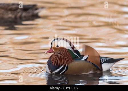 Drake Mandarinente (Aix galericulata) Stockfoto