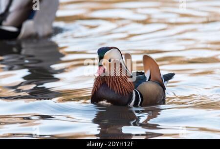 Drake Mandarinente (Aix galericulata) Stockfoto