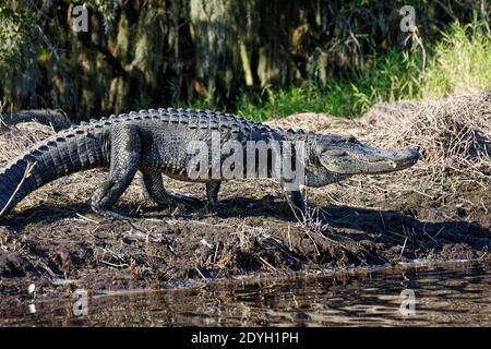 Amerikanischer Alligator; Wandern am Flussufer, Bewegung, Bewegung, Seitenansicht, Alligator mississippiensis; Tier; Natur; Reptil; Tierwelt; Myakka River State Stockfoto