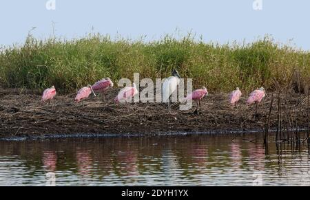 Rotlöffler, rosa Vögel; Ajaia Ajaja, Waldstorch, Mycteria americana, große weiße Vogel, Flussufer, Natur; Tierwelt; Tier; Myakka River State Stockfoto