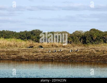 Schwarzhalsstelze; Vögel; am Flussufer, Himantopus mexicanus; Küstenvögel; Natur; Tierwelt; Tier; Myakka River State Park; Florida, Sarasota; FL, w Stockfoto