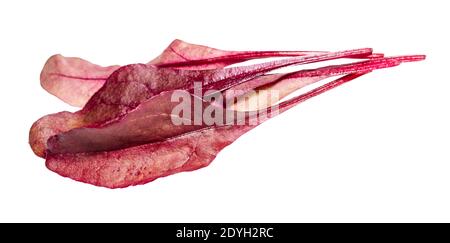 Wenige frische Blätter von rotem Chard Blattgemüse ausgeschnitten Auf weißem Hintergrund Stockfoto