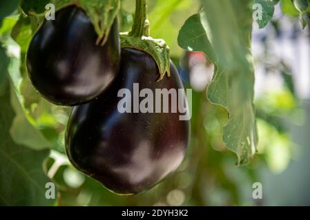 Auberginen-Frucht. Auberginen-Baum im Garten. Gemüse in Salaten konsumiert. Kulinarische Delikatesse. Natürliche Nahrung und Entgiftung. Frisches Gemüse. Stockfoto