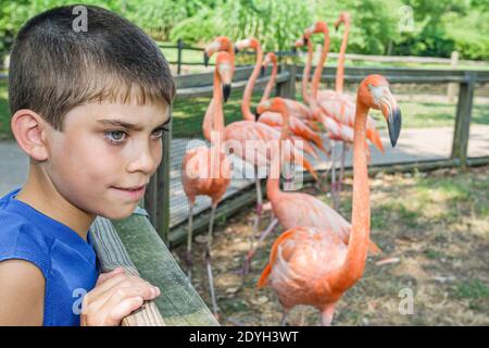 Birmingham Alabama, Zoo rosa Flamingo Flamingos Vögel Vogel, Hispanic Junge Kind suchen, Stockfoto