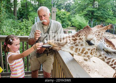 Alabama Birmingham, Zoo Giraffen Zunge Fütterung, Mädchen Mann Tier Handler Trainer, Stockfoto