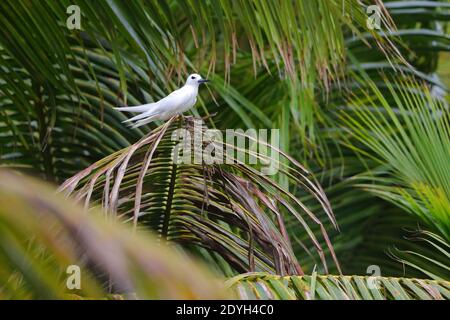 Eine Erwachsene Weiße Seeschwalbe (Gygis alba), auch bekannt als Feen-Seeschwalbe, Weiße Seeschwalbe und Engel-Seeschwalbe, thront in einem Baum auf den Seychellen Stockfoto