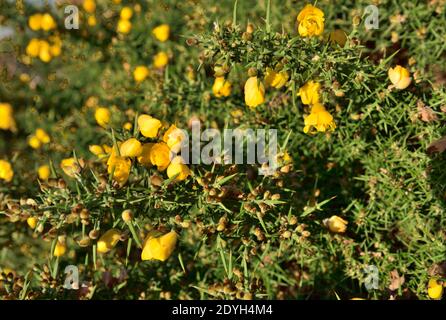 Gelbe Blüten, Blütenknospen und nadelartige Blätter von Ginsterbusch Stockfoto