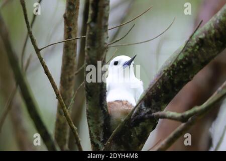 Eine Erwachsene Weiße Seeschwalbe (Gygis alba), auch bekannt als Feenschwalbe, Weiße Seeschwalbe oder Engelsschwalbe auf einem Nest mit einem Küken in einem Baum auf den Seychellen Stockfoto