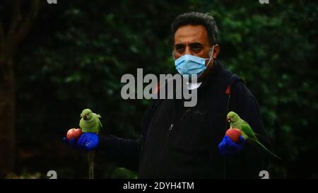 Der Mann füttert ringhalsige Sittiche mit einem Apfel in jeder Hand, während er eine Gesichtsmaske im St James Park, London trägt. Stockfoto