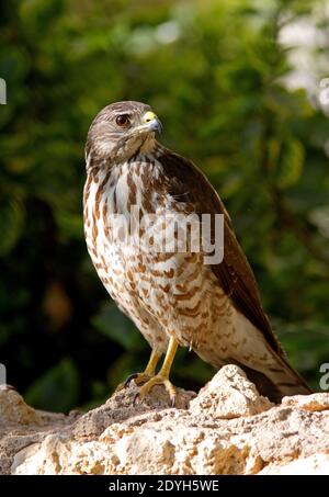 Levant Sparrowhawk (Accipiter brevipes) unreif auf der Mauer thront Sharm-El-Sheikh, Ägypten Februar Stockfoto