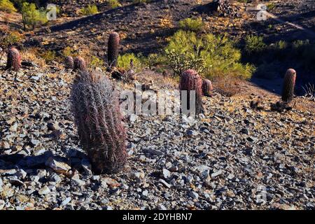 Barrel Kaktus, Ferocactus Wislizeni Cactaceae auch bekannt als Arizona, Fishhook, Candy oder südwestlichen Barrel Kaktus, heimisch in Nord-Mexiko und die Stockfoto